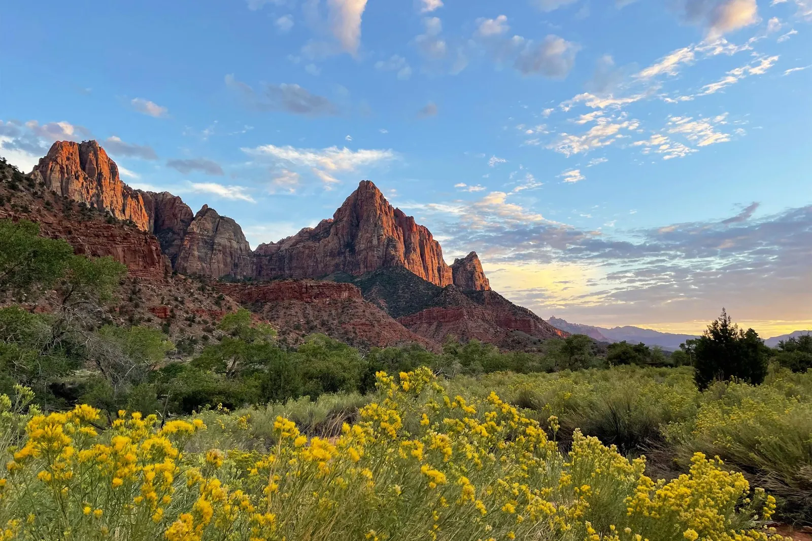 The Watchman and surrounding Zion Canyon cliffs above green shrubs and yellow flowers